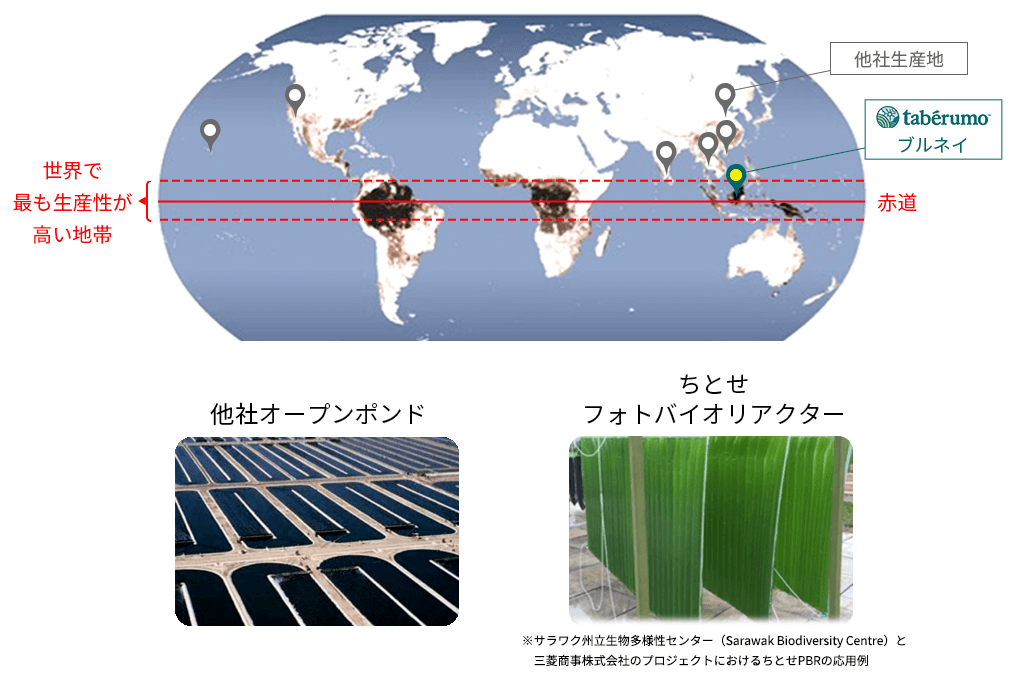 赤道直下で生産可能な培養技術を保有