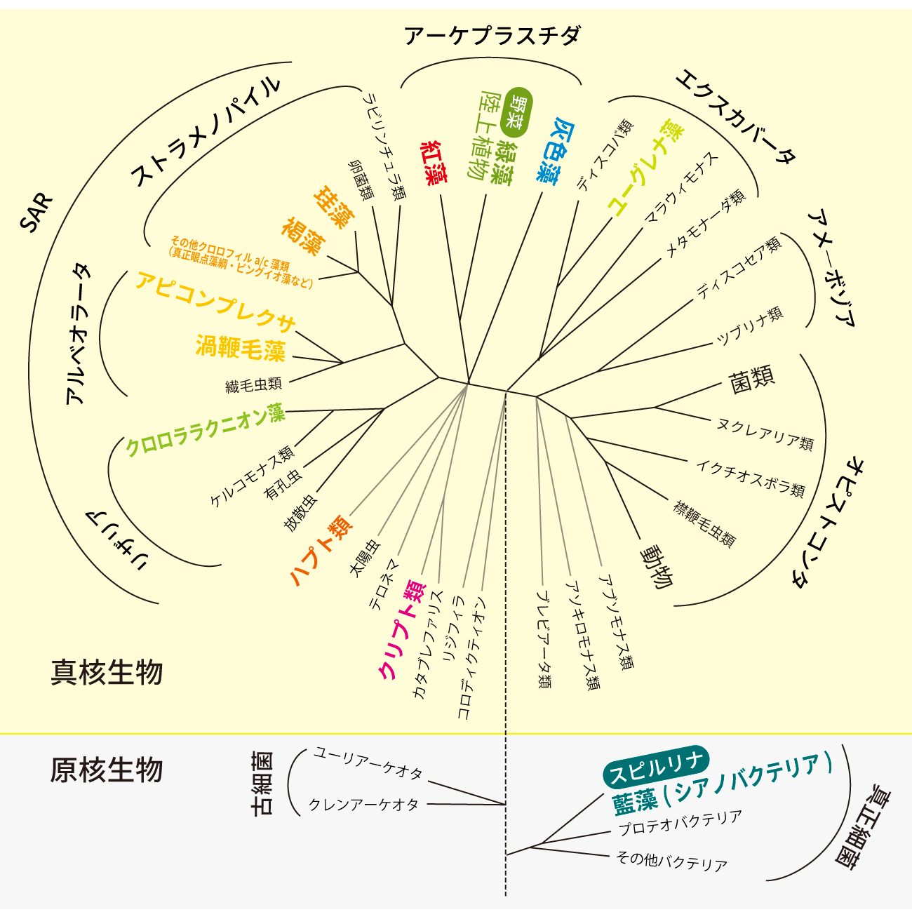 藻類